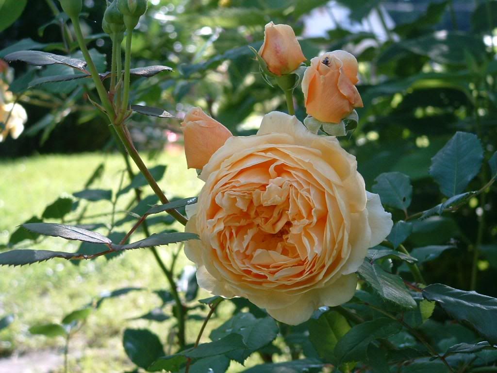  photo 007_zps002fc418.jpg